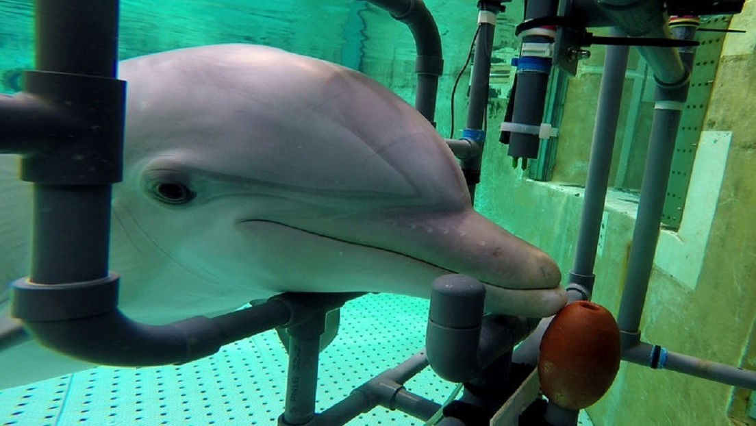 Descubren un "sentido eléctrico" en los delfines mulares