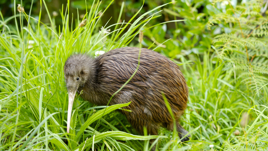 Nacen kiwis salvajes en Nueva Zelanda por primera vez en 150 años