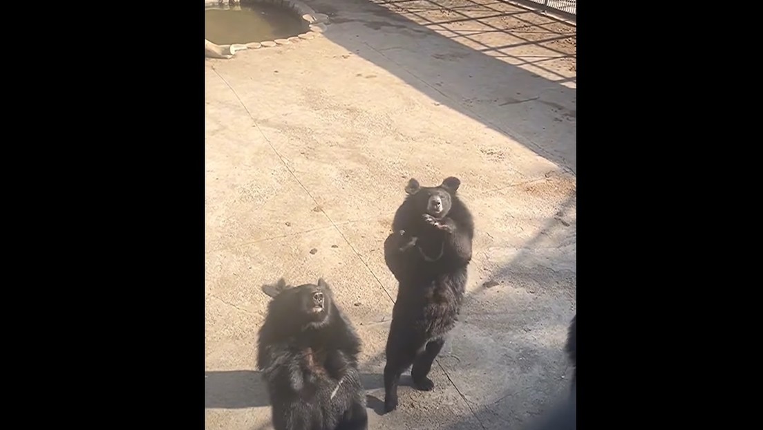 VIDEO: Un oso causa asombro en un zoo de China al imitar los pasos de un baile viral de TikTok