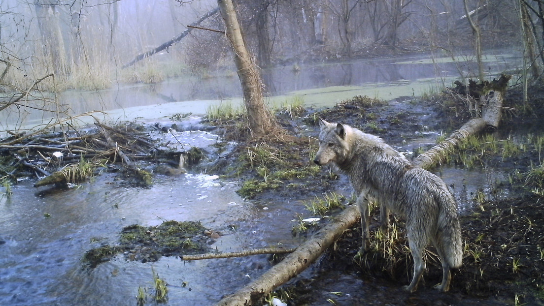 Lobos mutantes de Chernóbyl desarrollan genes resistentes al cáncer, revela un estudio